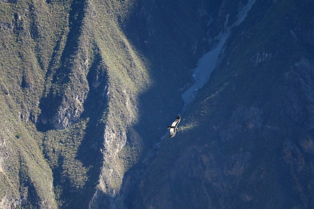 Andean Condor Flying over Colca Canyon, the World Second Deepest canyon, Arequipa region, Peru