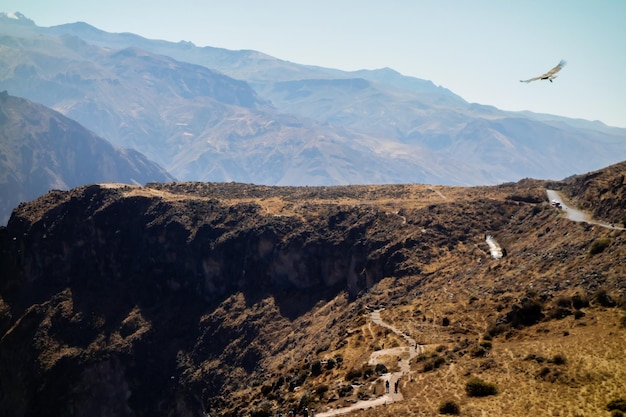 Andean Condor Vultur gryphus flying over the valley called 'Canyon del Colca' in Arequipa Peru