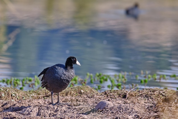 Andean Coot Fulica ardesiaca