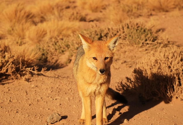 Andean Fox in the Foothill Meadow of Atacama Desert in Northern Part of Chile