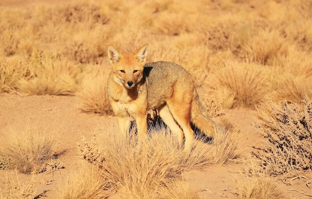 Andean Fox Gracing in Meadow of Atacama Desert Northern Part of Chile