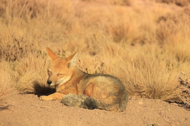 Andean fox sunbathing in the field