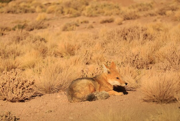 Andean Fox Sunbathing in the Ichu Grass Field of Atacama Desert Los Flamencos National Reserve Chile