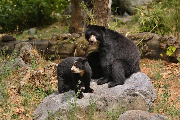 andean or spectacled bears Tremarctos ornatus