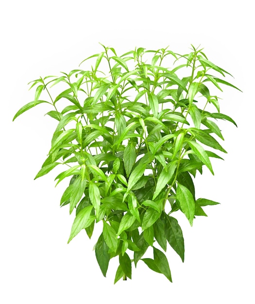 Andrographis paniculata or green chiretta plant isolated on white background