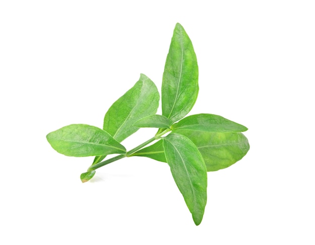 Andrographis paniculata isolated on a white background