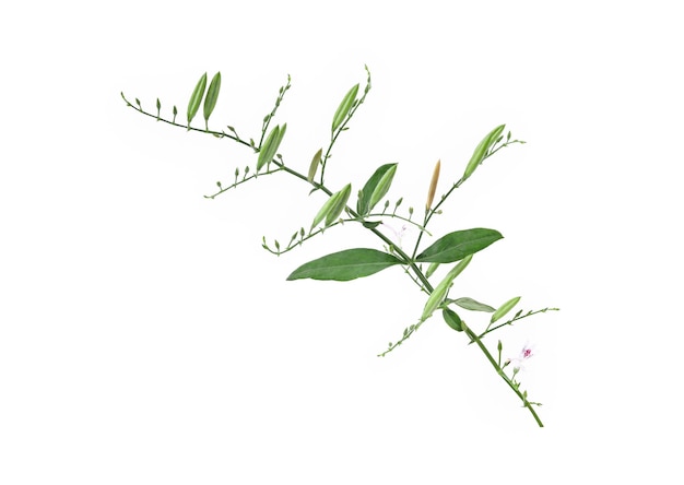 Andrographis paniculata isolated on a white background