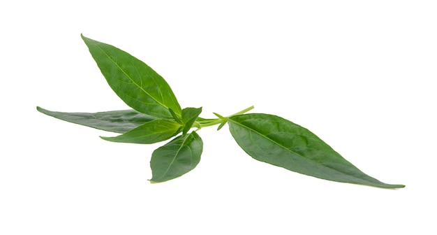 Andrographis paniculata isolated on white background