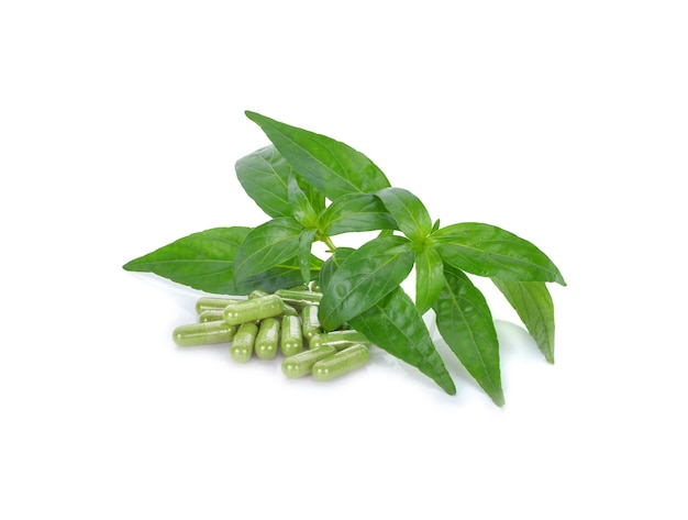 Andrographis paniculata isolated on white surface