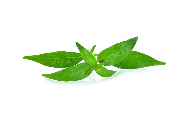 Andrographis paniculata isolated on white surface