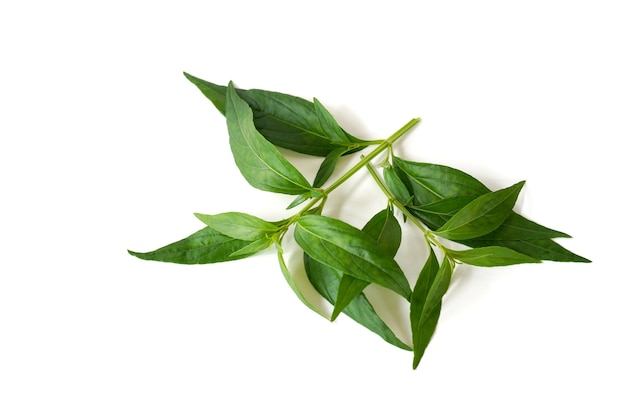 Andrographis paniculata Nees on a white background is a bitter Thai herbal remedy