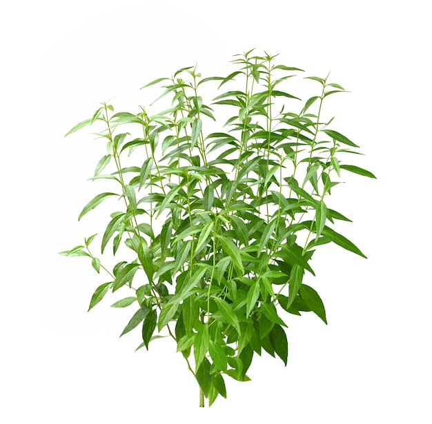 Andrographis paniculata plant isolated on white background