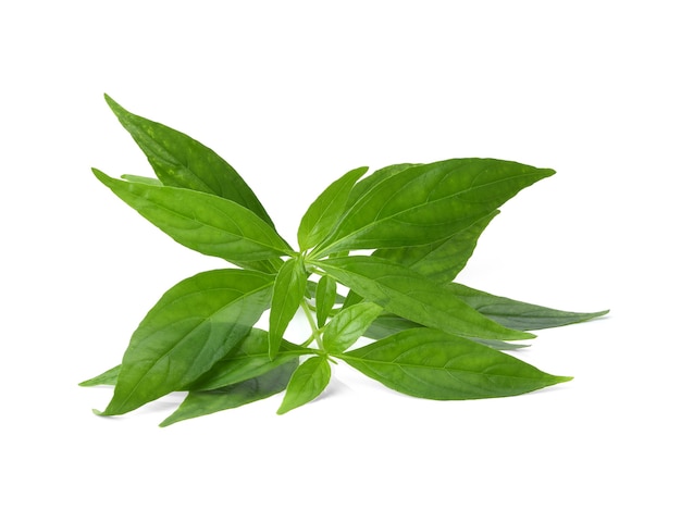 Andrographis paniculata plant on white background.