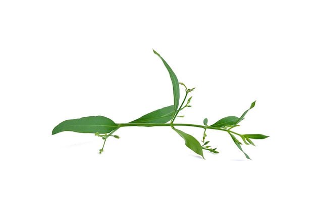 Andrographis paniculata plant on white background