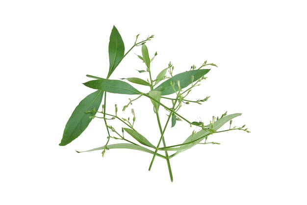 Andrographis paniculata plant on white background