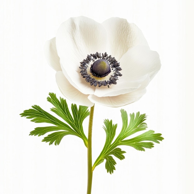 Photo anemone flower isolated on solid white background