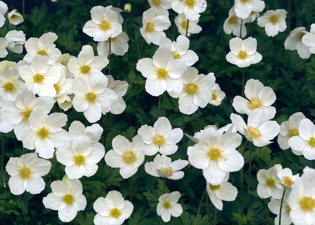 Anemone flowers in the garden.