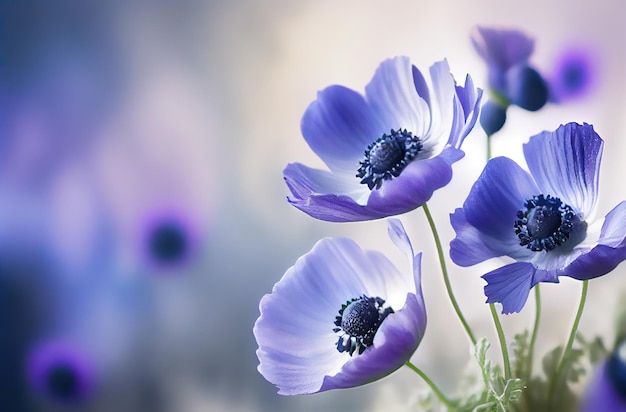 Anemone flowers in garden