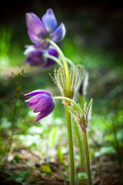 Anemone pasque flower summer crocus