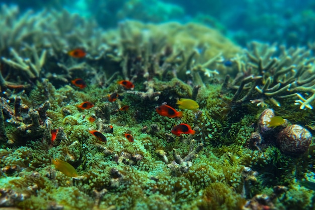 Photo anemone under the sea in the cockburn island of myanmar