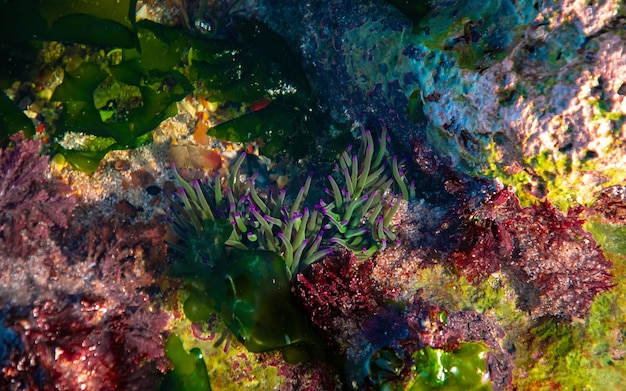 Photo anemone and seaweed under the water