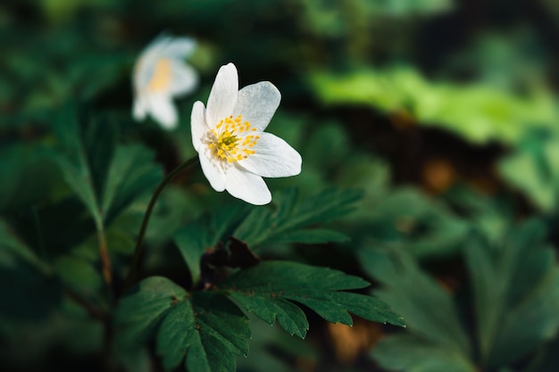 Anemone sylvestris.