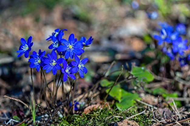 Anemonoides blanda syn Anemone blanda the Balkan anemone windflower close up selective focus