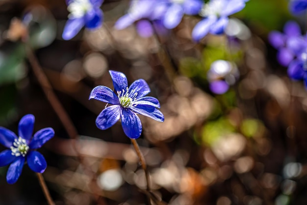 Anemonoides blanda syn Anemone blanda the Balkan anemone windflower close up selective focus