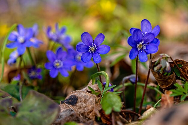 Anemonoides blanda syn Anemone blanda the Balkan anemone windflower close up selective focus