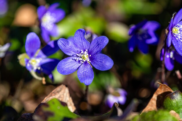 Anemonoides blanda syn Anemone blanda the Balkan anemone windflower close up selective focus