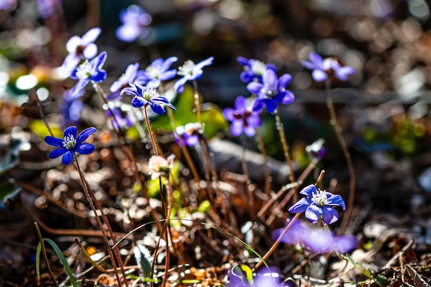 Anemonoides blanda syn Anemone blanda the Balkan anemone windflower close up selective focus