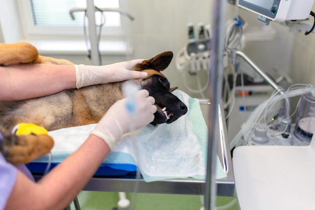 anesthetized dog's head during surgerywoman vet caressing dog's head after sur