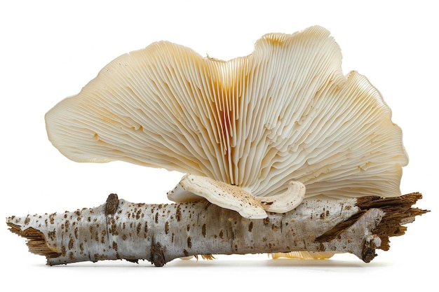 Angel Wing Mushroom isolated on white