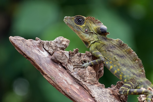 Angle head lizard Gonocephalus bornensis on a tree