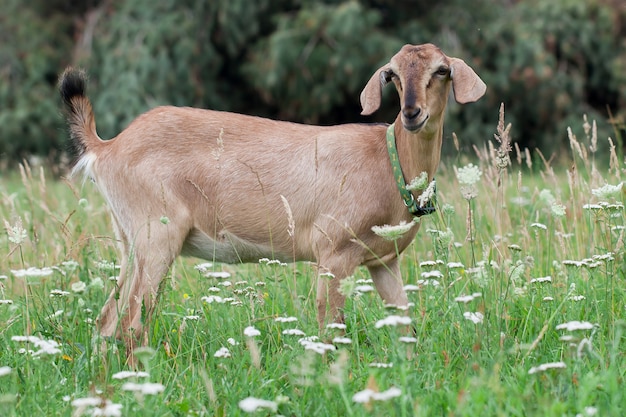 Anglo Nubian goat in the meadow with white outdoor flowers