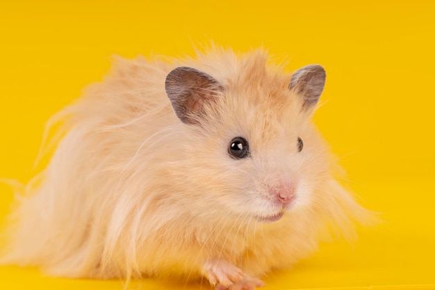 Angora hamster on a yellow background animal rodent