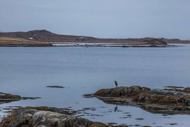 Angry bird stands on the lake lofoten