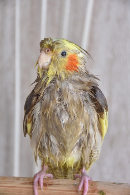 Angry bird wet bird wet cockatiel after swimming