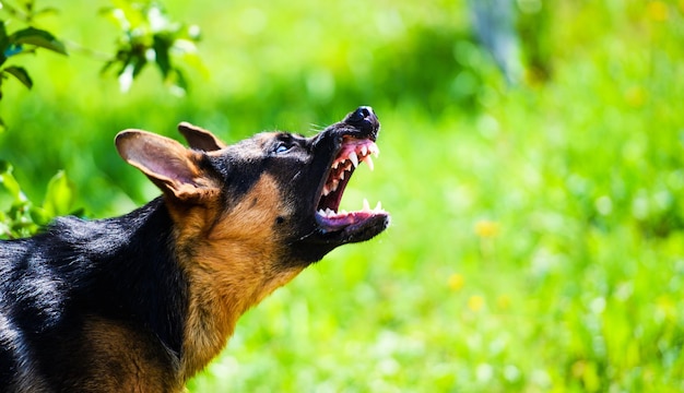 Angry dog attacks The dog looks aggressive and dangerous German Shepherd