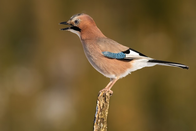 Angry eurasian jay singing on branch in autumn