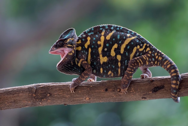 Angry female veiled chameleon on a tree branch