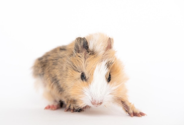 Angry guinea pig on a white background