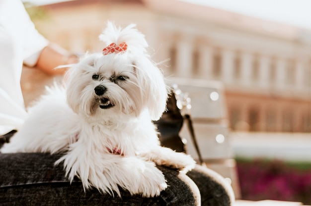 Angry little maltese