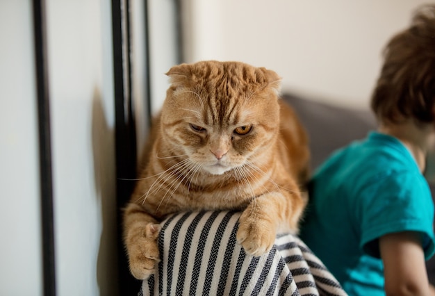 Angry Scottish fold catafter playing with a toddler boy