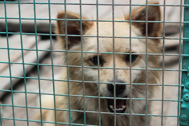 Angry stray dog behind bars trapping stray dogs dog shelter