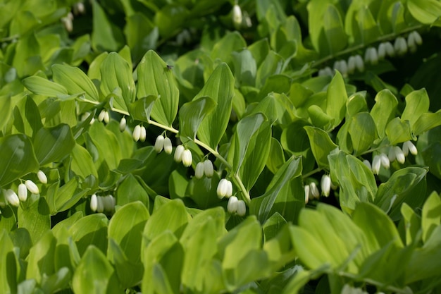 Angular Solomon's seal polygonatum in the garden