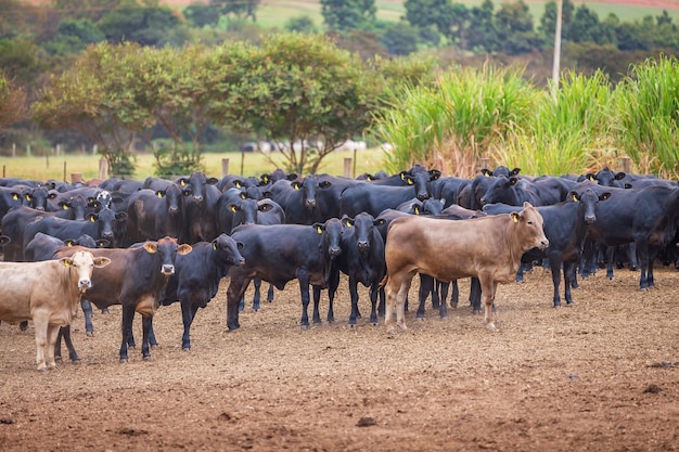 Angus cattle herd at feed lot in Brazil's coutryside