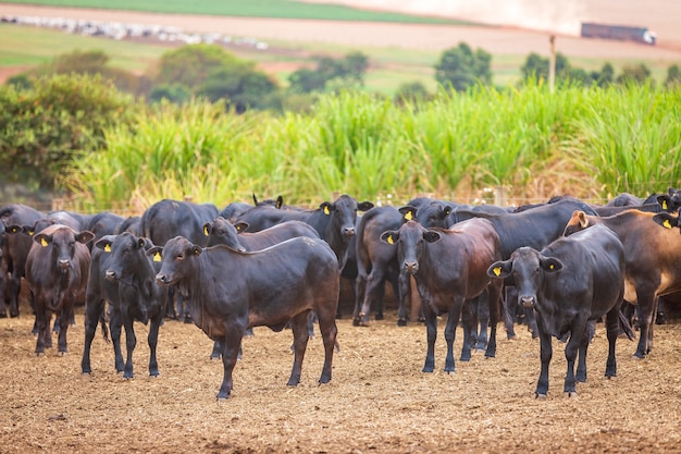 Angus cattle herd at feed lot in Brazil's coutryside