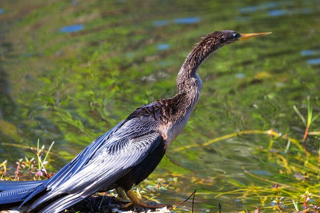 Anhinga