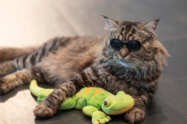 Animal cat with black glasses lying on the floor